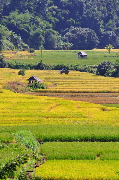 Rýžové pole v Thajsku, chieng mai — Stock fotografie