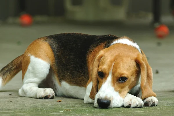 Beagle valp söker nyfiket — Stockfoto