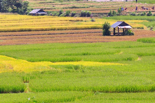 Rijst veld in thailand, chieng mai — Stockfoto