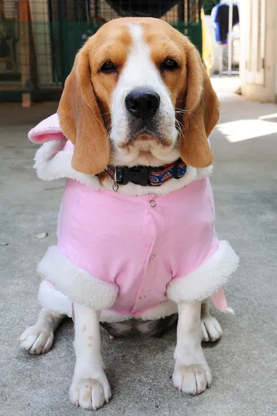 Beagle cachorro usar terno de festa rosa — Fotografia de Stock