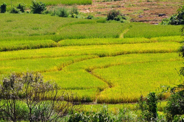 Rýžové pole v Thajsku, chieng mai — Stock fotografie