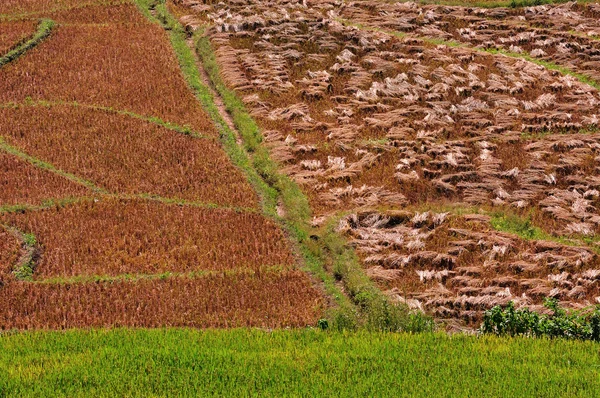 Achtergrond van een veld de geoogste rijst — Stockfoto