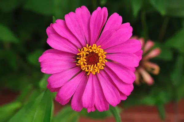 Uma flor zinnia de cor lilás — Fotografia de Stock