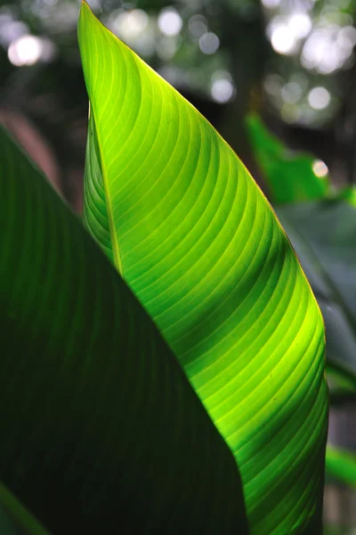 Foglia di banana con luce del giorno — Foto Stock