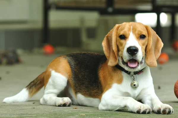 Beagle κουτάβι ψάχνει περιέργως — Φωτογραφία Αρχείου