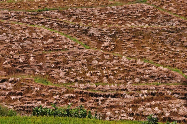 Achtergrond van een veld de geoogste rijst — Stockfoto