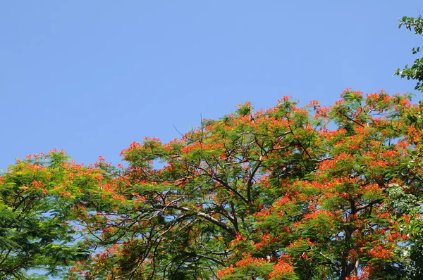 Peacock flowers — Stock Photo, Image