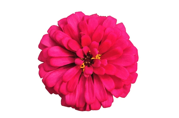 Kwitnąca Cynia czerwony — Zdjęcie stockowe