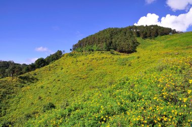 alan Meksikalı ayçiçeği otu