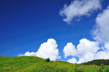 alan Meksikalı ayçiçeği otu