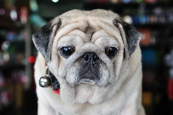 Portret van schattige pug puppy hondje — Stockfoto