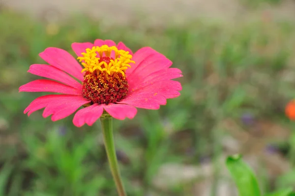 Zinnia no jardim — Fotografia de Stock