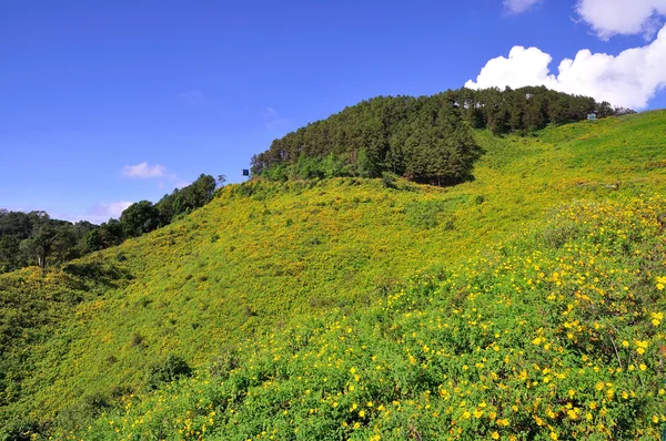 Field of Mexican Sunflower weed — Stock Photo, Image