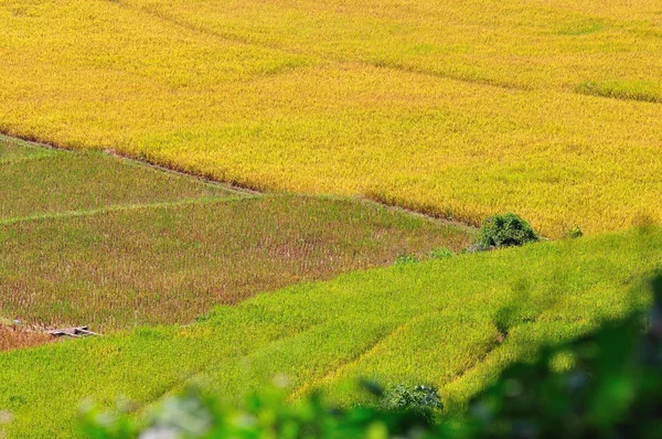 Pola ryżu — Zdjęcie stockowe