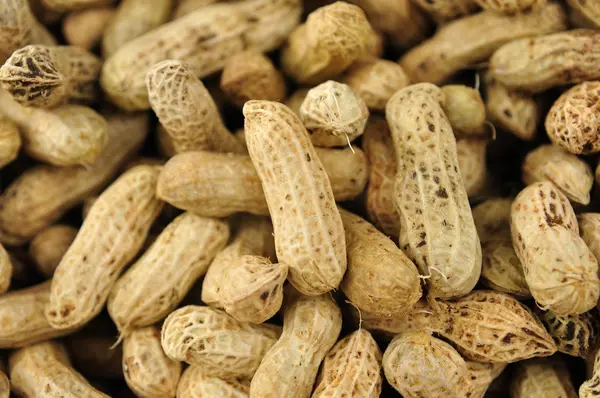 Много арахиса в ракушках — стоковое фото