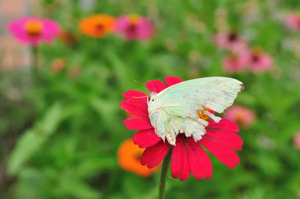 Zinnia met vlinder — Stockfoto