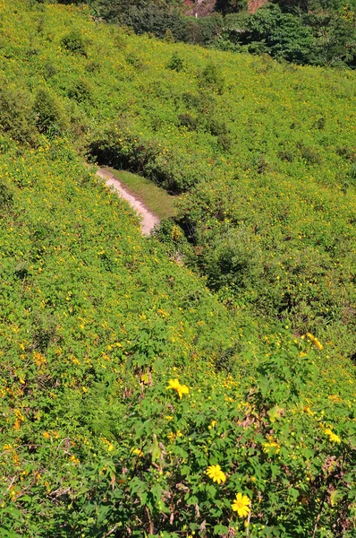 Bloemen veld — Stockfoto