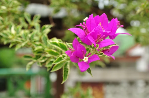 Pink bougainvillea blooms — Stock Photo, Image