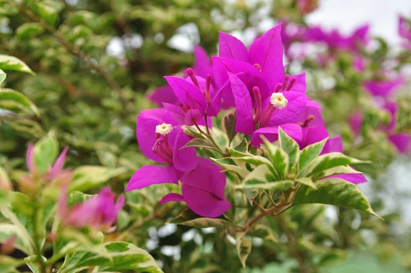 Rosa bougainvillea blommar — Stockfoto