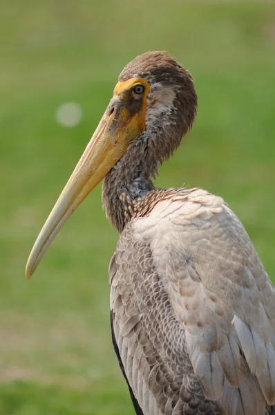 A Cegonha Marabou é um grande pássaro vadio — Fotografia de Stock