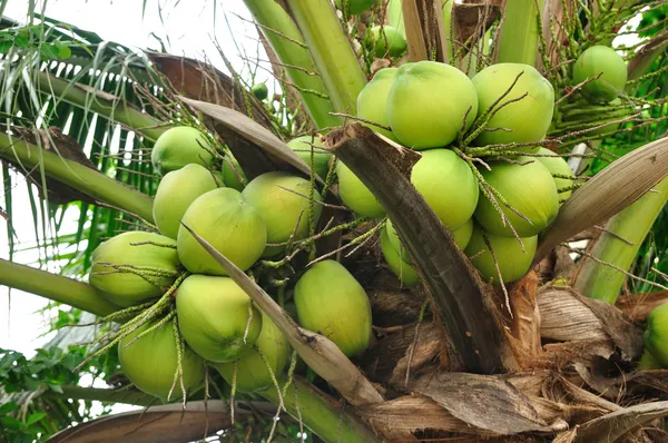 Зеленые кокосы — стоковое фото