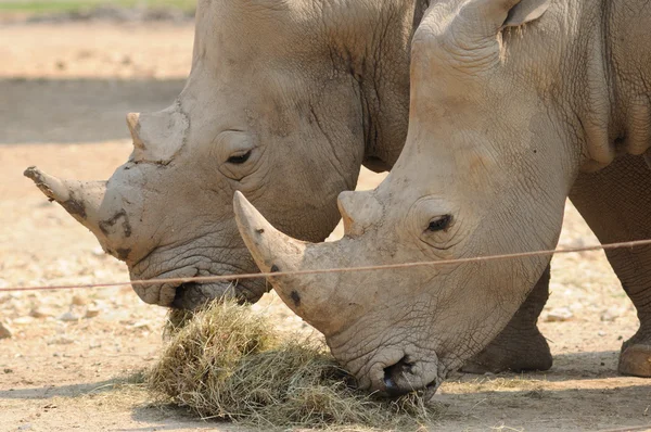 Два носорога кормятся на пастбище — стоковое фото