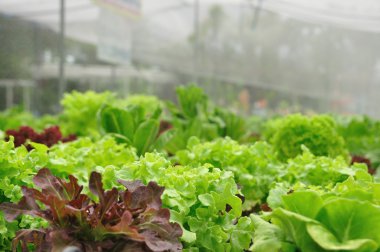 Arka plan için organik sebze çiftlikleri.