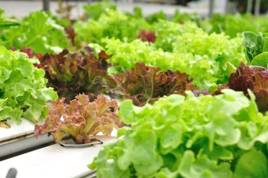 Arka plan için organik sebze çiftlikleri.