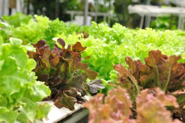 Arka plan için organik sebze çiftlikleri.