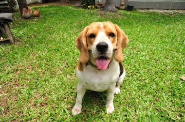 şirin beagle yavru Bahçe