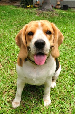 Şirin bir köpek yavrusu..