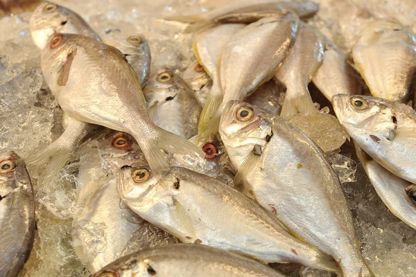 Ikan segar di pasar, Thailand — Stok Foto