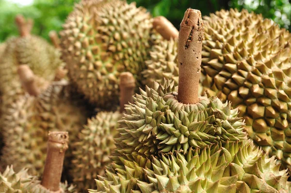 King of fruit fresh durians in market at Thailand — Stock Photo, Image
