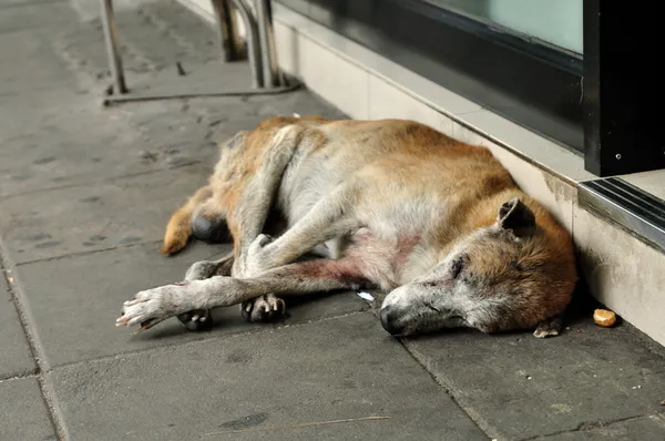 Hajléktalanok kóbor kutya alszik — Stock Fotó
