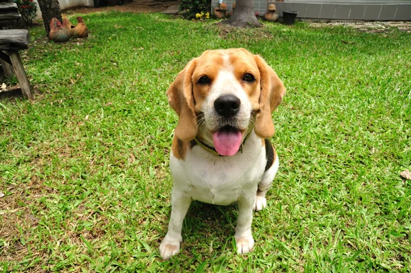 Cute beagle puppy in garden — Stock Photo, Image