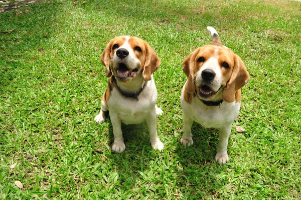 Beagle cachorros sentados en el patio verde . Fotos de stock