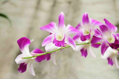 antika arka plan üzerinde güzel orkide.