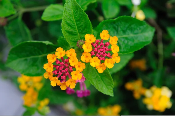 Weeping lantanas — Stock Photo, Image