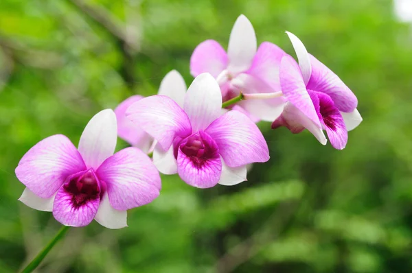 Фиолетовые цветы орхидей — стоковое фото