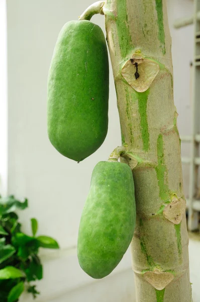 Papaya fruits growing up on stalk. — Stock Photo, Image