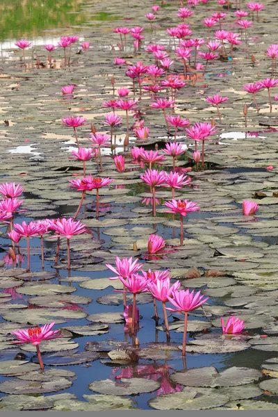 Κόκκινο lotus στη λίμνη — Φωτογραφία Αρχείου