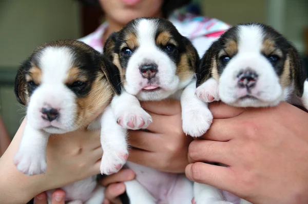 Group of puppy Beagles — Stock Photo, Image