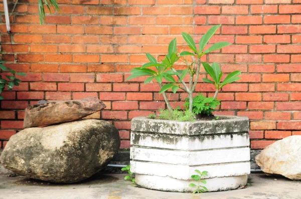 Whit plant pot met oude steen — Stockfoto