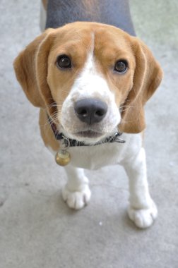 bizim istiyor sevimli yavru beagle