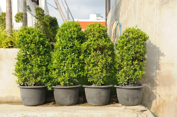 Vasos de plantas — Fotografia de Stock