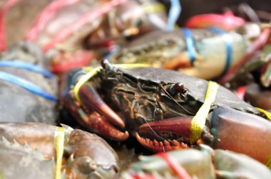 Deniz yengeçleri plastik-iplerle bağladılar