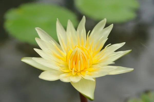 Yellow lotus flower — Stock Photo, Image