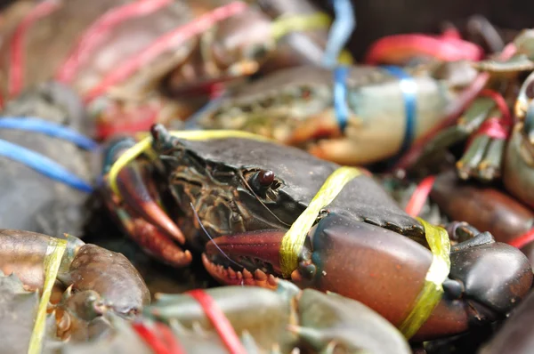 Caranguejos marinhos amarrados com cordas plásticas — Fotografia de Stock