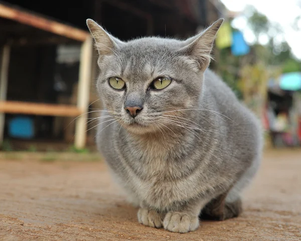 Místní šedá kočka — Stock fotografie