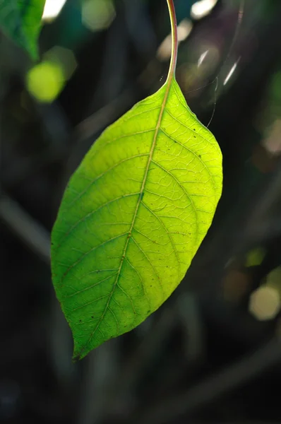 Sun lighting on single leaf — Stock Photo, Image